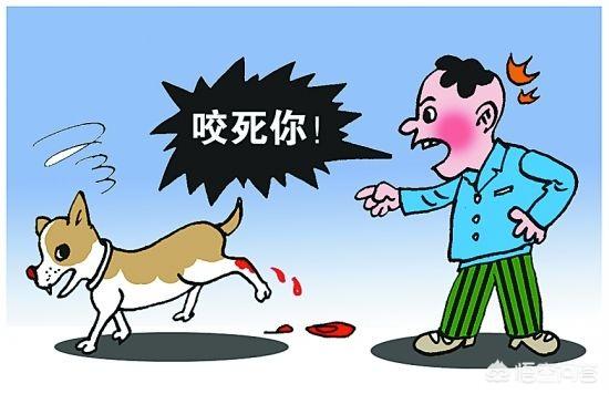 为什么张馨予训狗惨被咬到了:养了7年的狗咬主人怎么办？