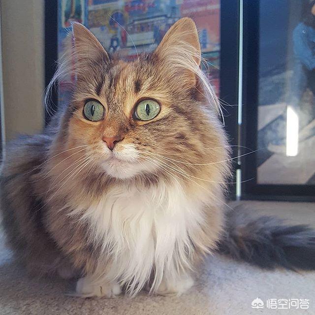 斯芬克斯猫价格:猫总掉毛，吃点什么比较好？