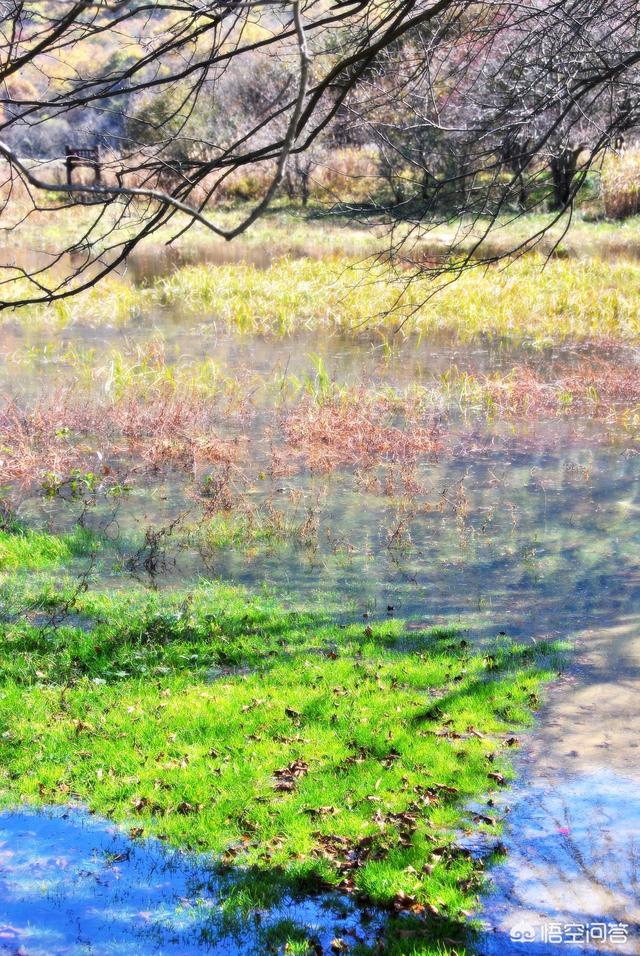 神农架穿越死了多少人，神农架发现“驴头狼”，早已灭绝50万年的生物，为何又突然出现