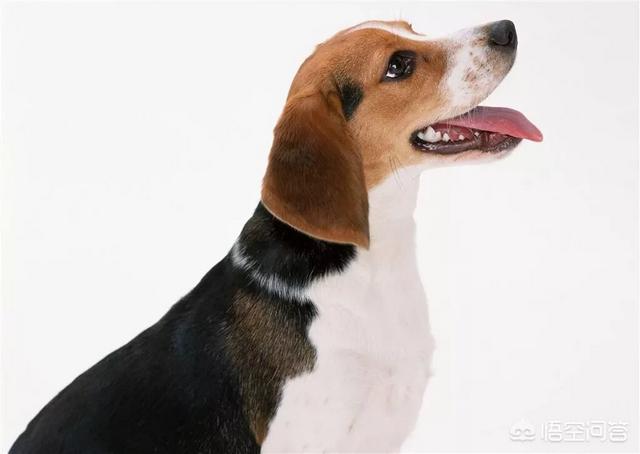 泰迪狗割声带:朋友坚持给猫割声带怎么办？