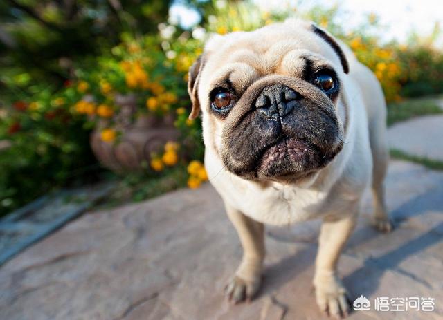 南京巴哥犬论坛:巴哥犬不爱吃狗粮应该怎么办？