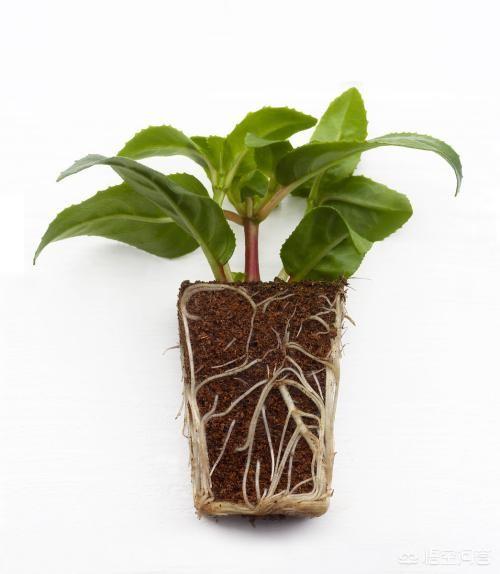 头条问答 - 有些植物的根部可以吸收营养,如何护养植物的根部比较好?