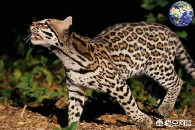 野生豹猫一只卖多少钱:两只狸花猫打得过一只野生的豹猫吗？为什么？