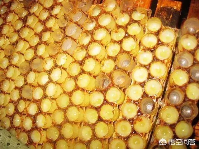 头条问答 - 买了蜂王浆口感不好,应该怎么办?(2个回答)