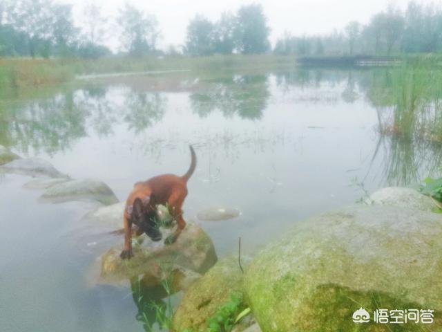 狗粮 幼犬:如何给幼犬挑选适合的狗粮？