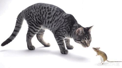 猫感染弓形虫病的症状:弓形虫危害有多大？孕妇要如何与猫咪相处？ 猫得弓形虫什么症状