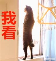 帕拉斯猫视频:猫咪是怎么分辨主人和陌生人的？ 帕拉斯猫表情包