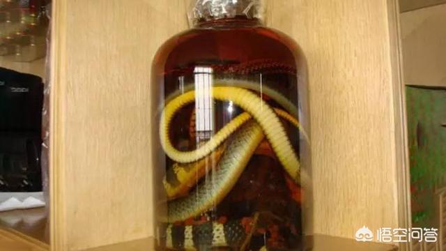 毒蛇泡酒咬人:为什么拿蛇泡酒还会有蛇不死的可能啊