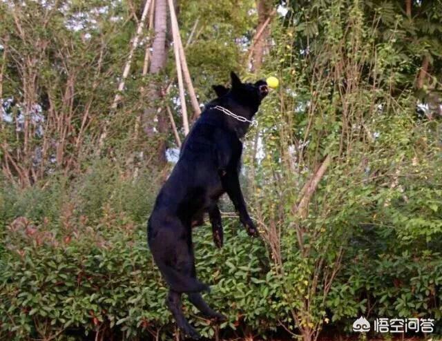 边境牧羊犬的图片上传:边境牧羊犬和德国牧羊犬相比，哪个更聪明一点？为什么？