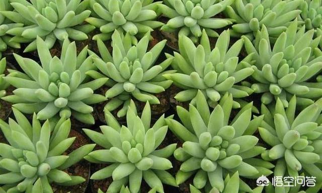 王玉珠帘图片:多肉植物千佛手怎么养谁比较懂？哪位网友晓得？