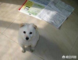 如何训练狗拜拜:怎样训练宠物狗不在家里随意排便或者在固定地点排便？
