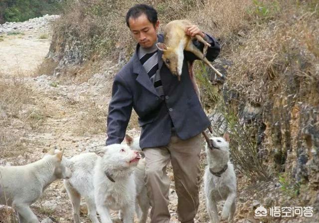 猎狗打猎:猎犬打猎纪录片 广西土猎犬的狩猎能力怎么样？比的过比特犬吗？为什么？