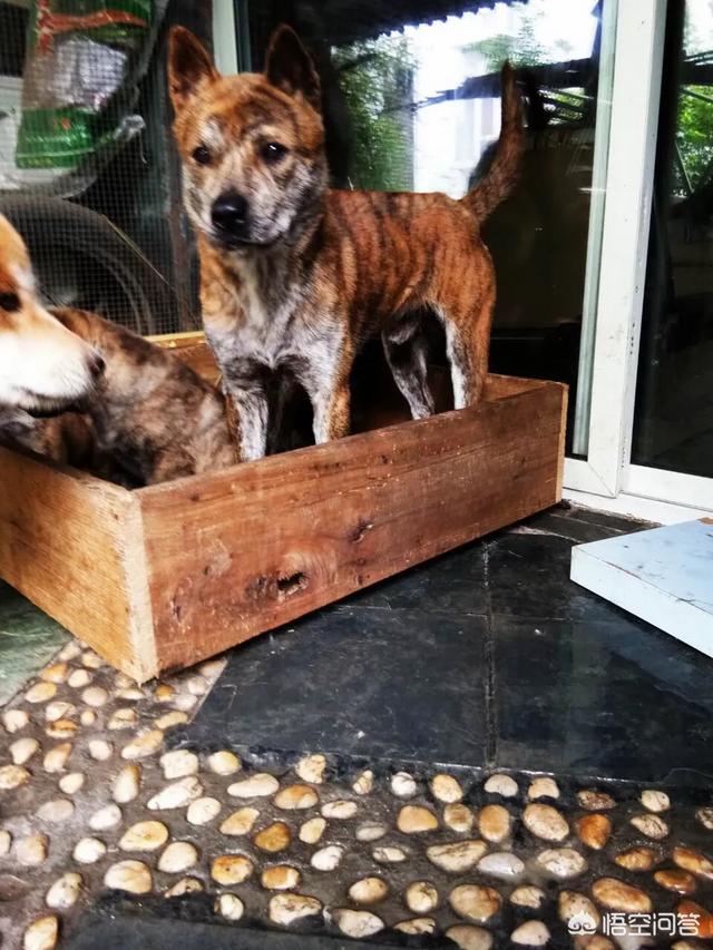 虎斑波尔多犬价格:纽波利顿犬和波尔多獒犬？