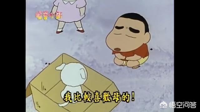 玛尔济斯犬蜡笔小新:蜡笔小新家的狗狗叫什么？