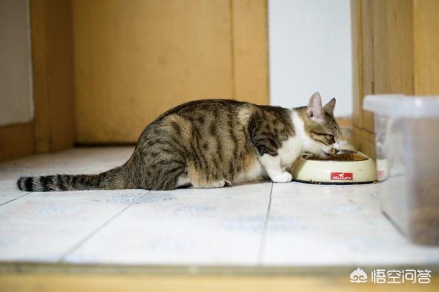 喜玛拉雅猫饲养:喜马拉雅猫的泪痕重是怎么回事？