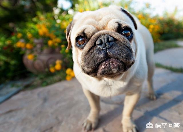 巴哥犬怎么养胖:小巴哥犬怎么养 是什么原因导致巴哥犬肥胖的？