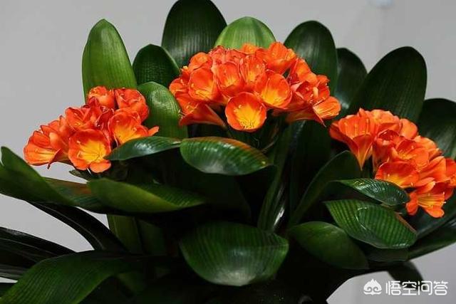 君子兰叶子发黄怎么办视频:叶子发黄，该如何养护自己的君子兰？