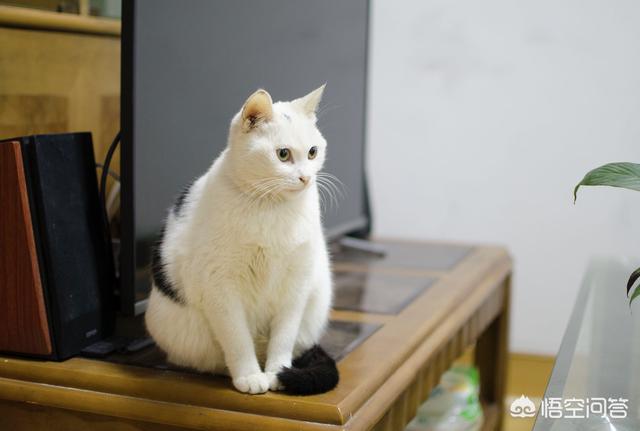 猫身上的吸血虫图片:养猫的朋友们，猫虱你们是怎么解决的？