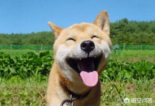 小土狗会有狂犬病吗:土狗舌头上的口水有细菌病毒吗？