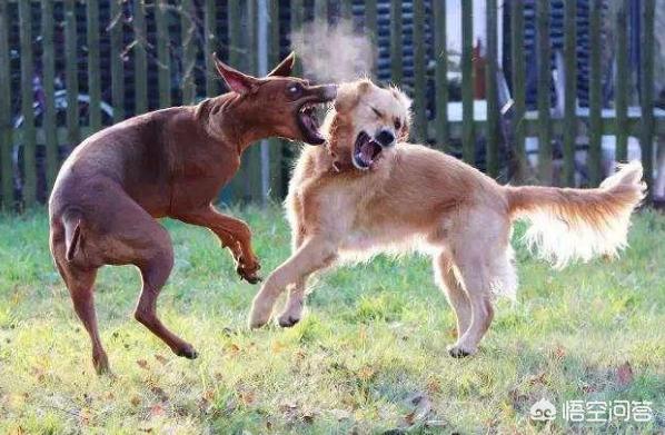 巴仙吉犬智力:狗狗会患那些“心理疾病”？