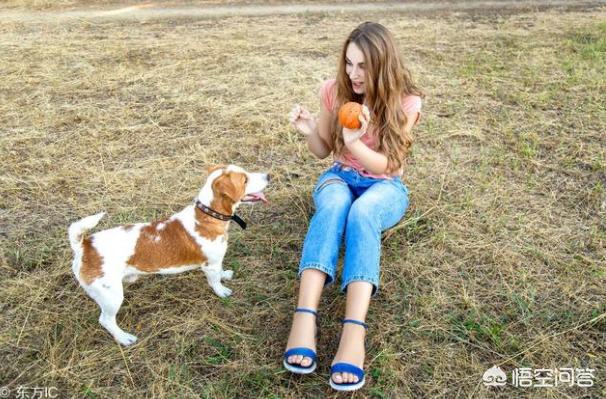 巴仙吉犬智力:狗狗会患那些“心理疾病”？