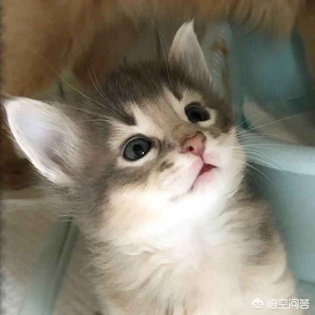 怎么看自己猫咪的品种:如何选择自己的第一只猫？