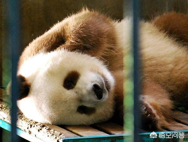 棕色大熊猫被欺负:秦岭棕色的大熊猫特别珍贵吗？为什么？