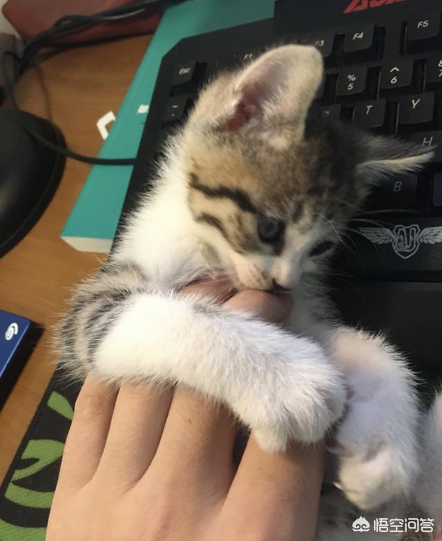 美国卷耳猫:五个月多的猫总是想咬主人怎么办？
