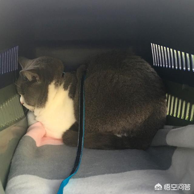 帕拉斯猫视频:猫咪受到惊吓，该怎么办？ 帕拉斯猫图片