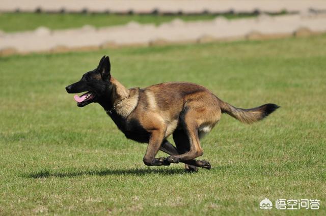 拉布拉多护卫犬:城市里养什么狗用来守家防卫最好？