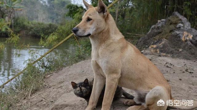 土狗制服藏獒在线观看:在郊区，如果有一条土狗向你冲过来，你会怎么办？