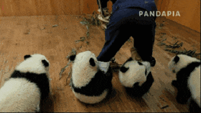 大白熊图片:大熊猫发起怒来，有多可怕？动物园里有什么动物能够制服它？
