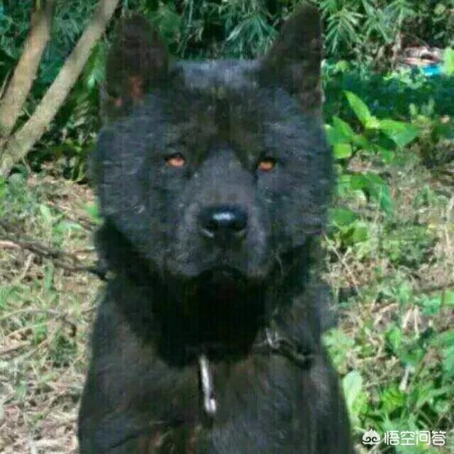 正宗青川猎犬图片:正宗太仓猎犬图片 什么样的土狗才是正宗的中华田园犬？