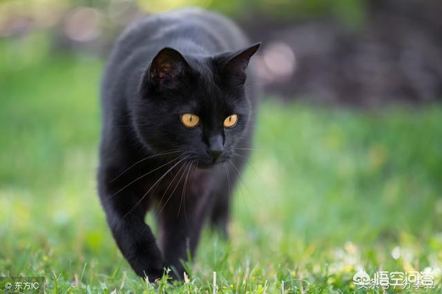 土耳其梵猫:土耳其梵猫换粮拉稀屎正常吗？猫咪拉稀屎吃什么好？