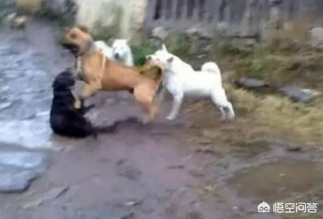 比特犬战大丹犬视频:同体型下，我国哪种狗可以打得过比特犬？为什么？