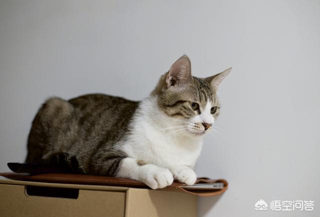小野猫你别逃:请问卡地亚珠宝钻戒有什么特别的款式好看？