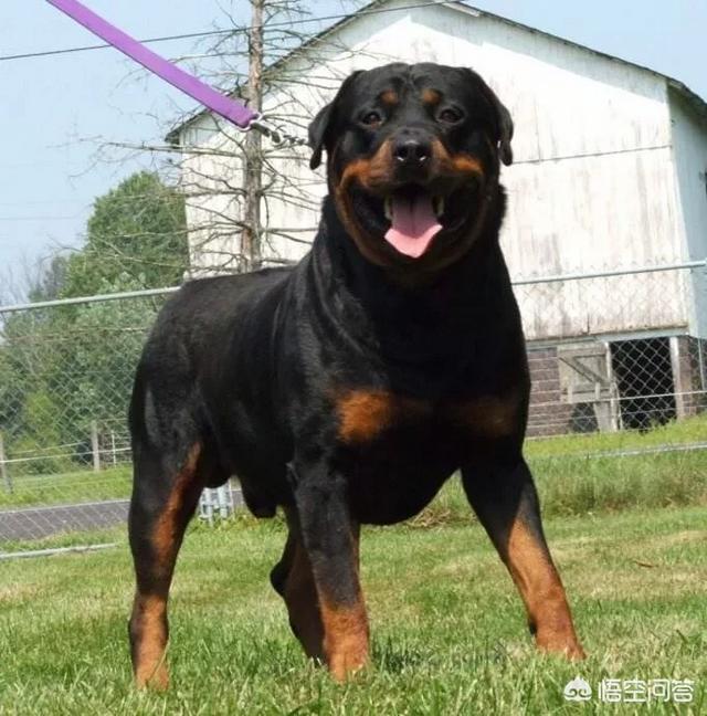 德国洛威犬图片:罗威纳和德牧哪个好？为什么？