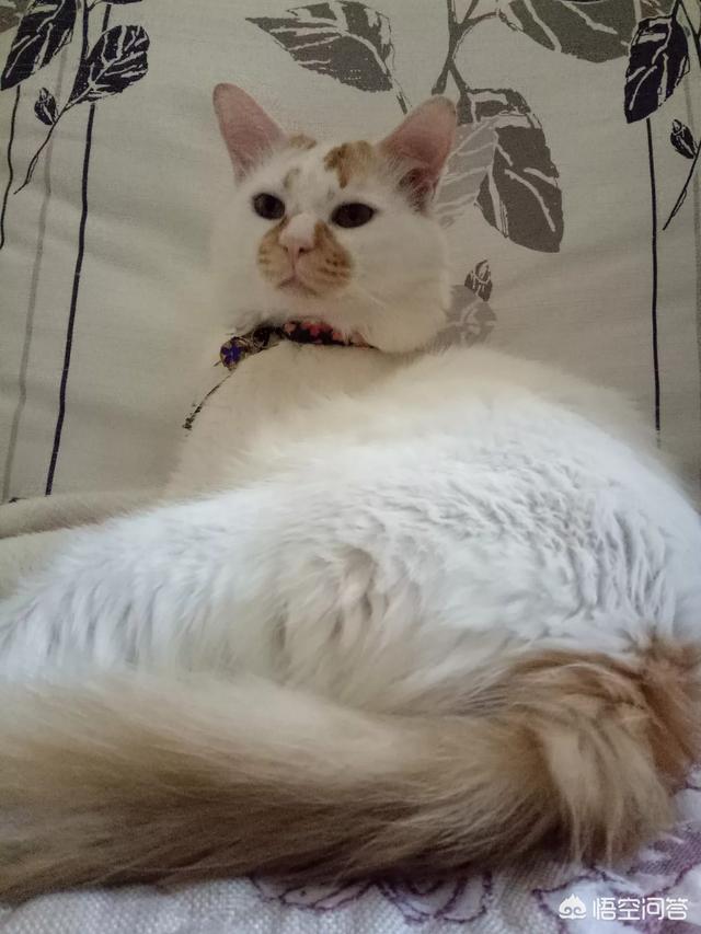 幼猫猫粮哪个牌子好:选猫粮选到头晕，幼猫猫粮什么牌子好啊？