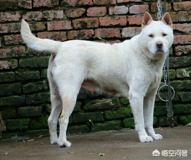 改变世界的犬类纪录片:如何培养优良品种的狗狗？