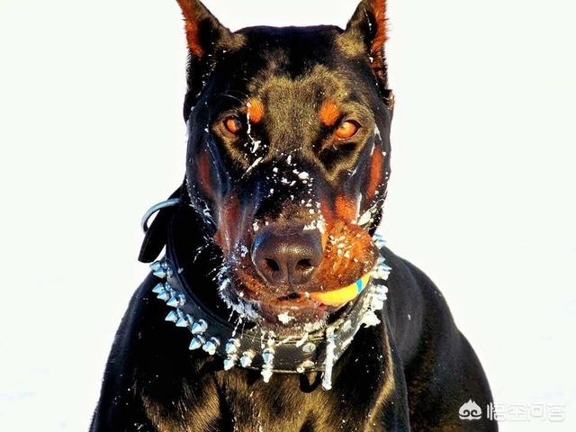 美国斗牛犬与藏獒:世界上有哪些品种的狗狗难以驾驭？