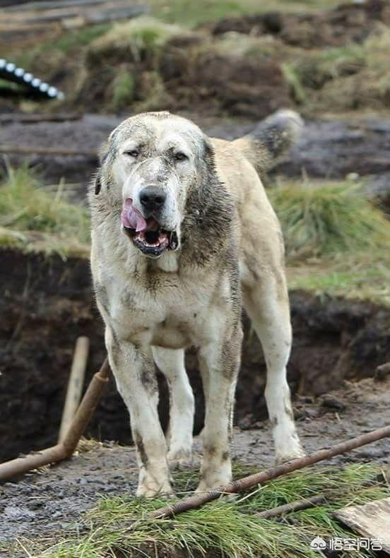 美国斗牛犬与藏獒:世界上有哪些品种的狗狗难以驾驭？