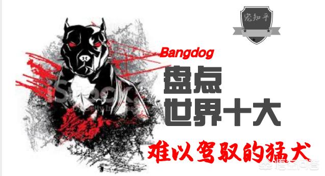 美国斗牛犬与藏獒:世界上有哪些品种的狗狗难以驾驭？