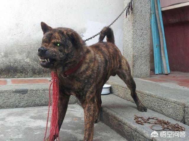 虎斑波尔多犬价格:我国纯种的虎斑犬还有多少只？主要分布在哪里？