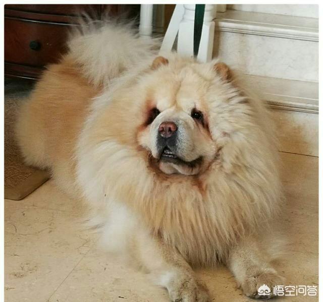 大松狮犬图片:小区里的松狮攻击性太强，咬人咬狗，主人又没素质，怎么办？