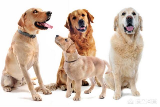 上班族养拉布拉多犬好养吗:拉布拉多犬好不好养，有什么缺点？