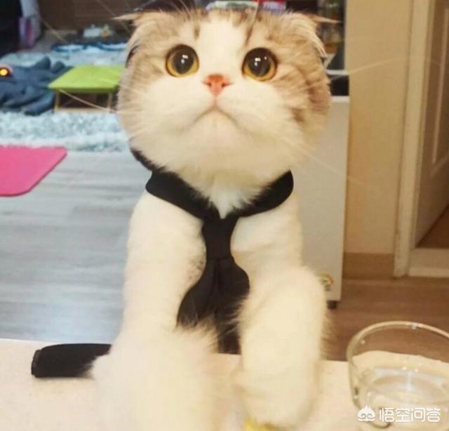 怎样选狗:怎样才能选到合适的宠物？