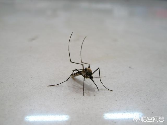 这些软萌的动物很致命，为什么说蚊子是最可怕的动物？