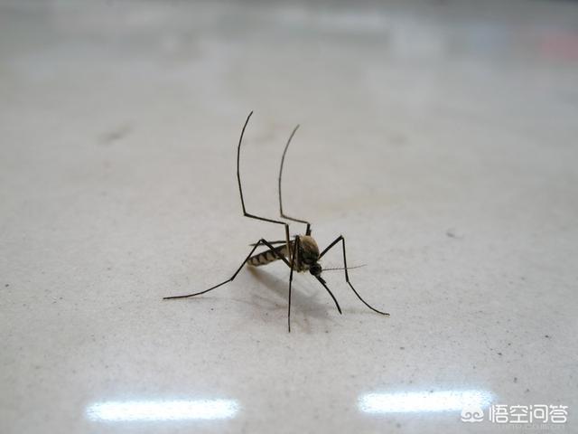 为什么说蚊子是最可怕的动物？