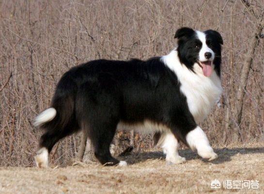 边境牧羊犬视频:想养一条狗狗，边境牧羊犬和拉布拉多哪个好？