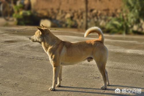 那里有卖纯种中国福犬:我国还有多少只纯种中华田园犬，主要分布在哪些地区？